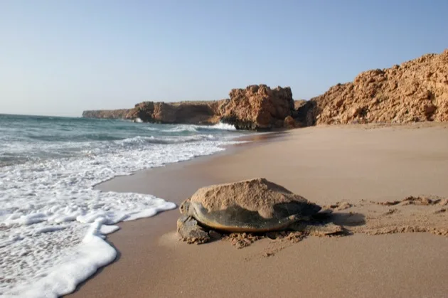 Tortue marine rejoignant la mer sur une plage d’Oman