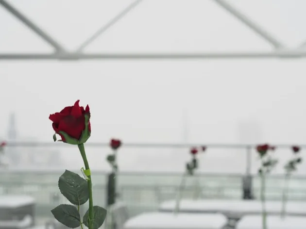 A Paris sous la neige l'important c'est la rose !