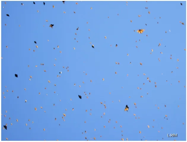Papillons monarques remplissant un ciel bleu au Mexique