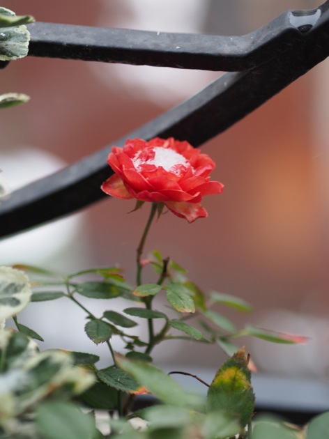 rose