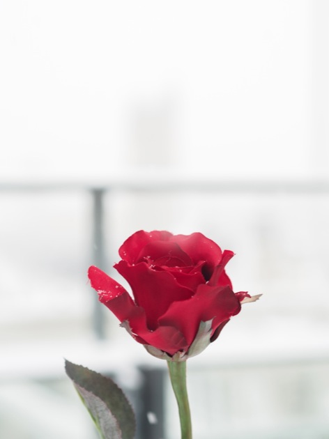 rose_neige