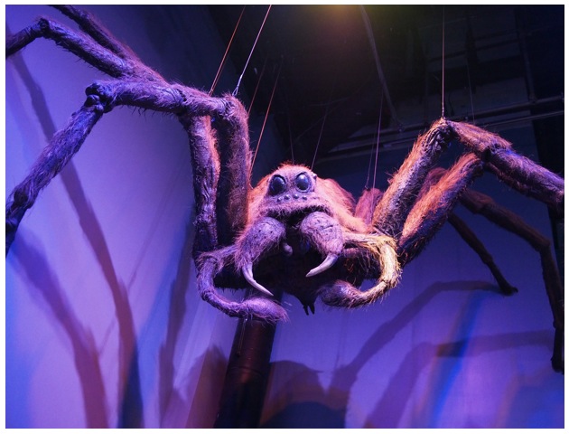 araignée