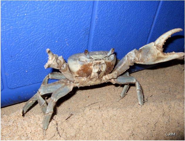 crabe_honduras