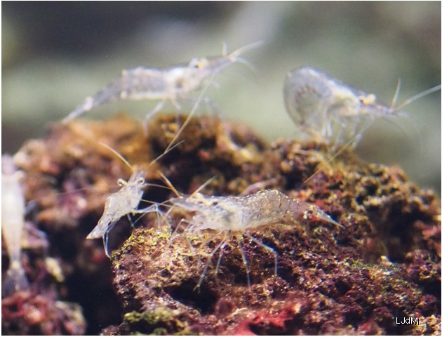 crevettes_roses