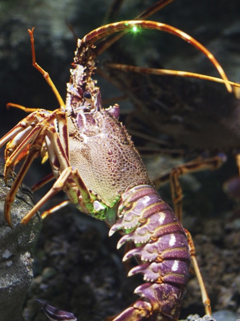 Notre sortie à l'Aquarium de Paris : ça pince !