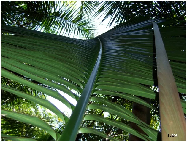 in_the_jungle
