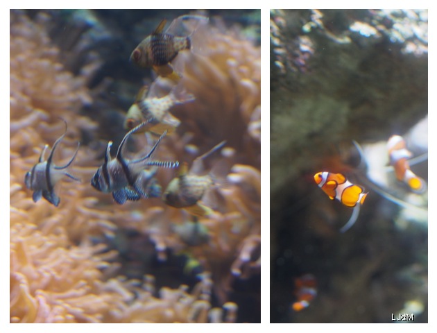 poissons