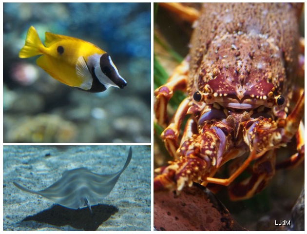 aquarium