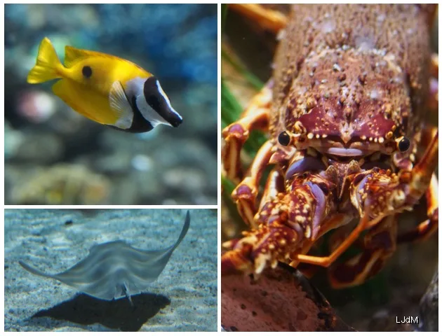 Montage de poissons tropicaux, d’une raie et d’un crustacé