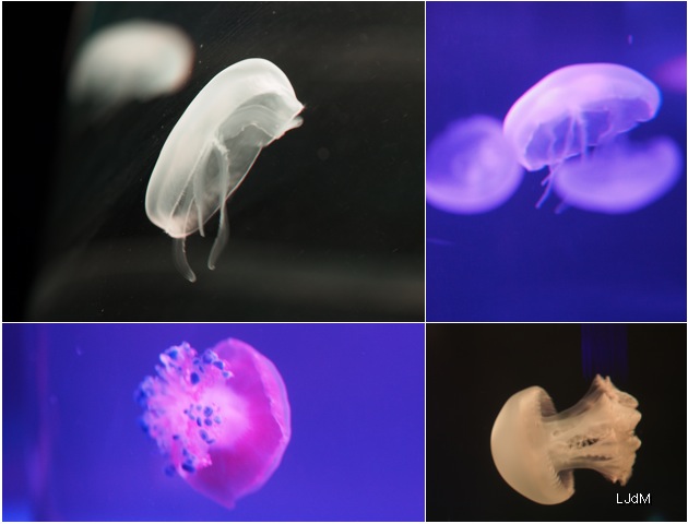 disco_meduses