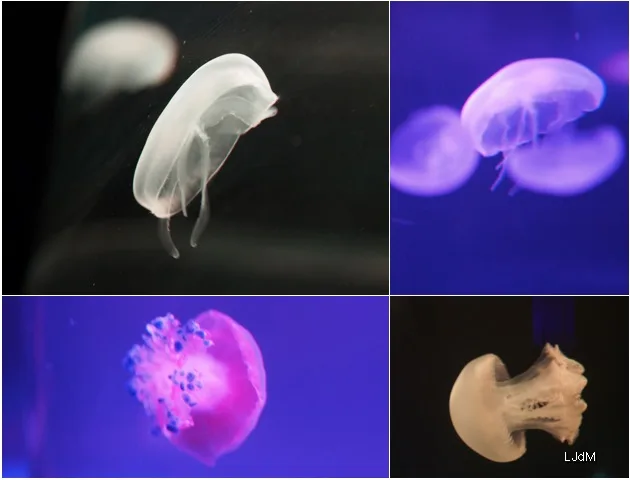 Montage de méduses translucides éclairées de différentes couleurs