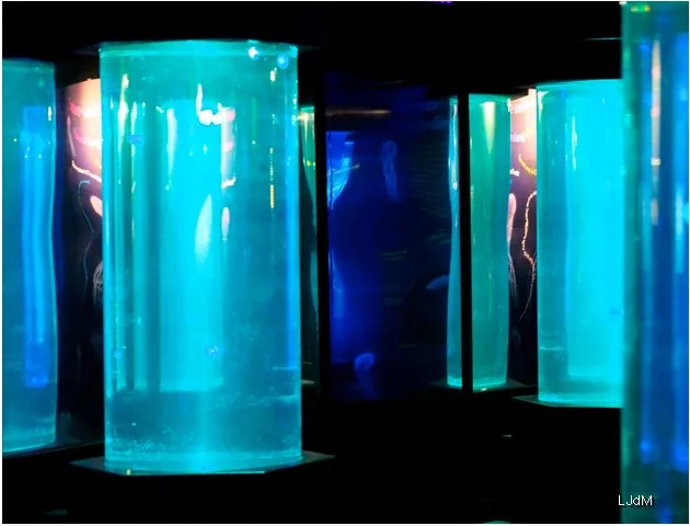 Aquariums cylindriques illuminés en bleu dans l’espace des méduses