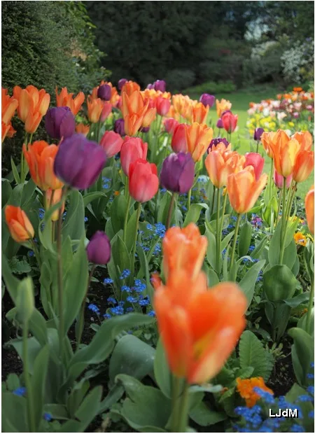 Massif de tulipes multicolores en fleurs