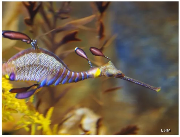 Hippocampe nageant parmi des plantes aquatiques