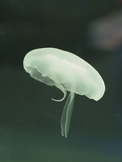 Découverte de SEA LIFE avec les enfants