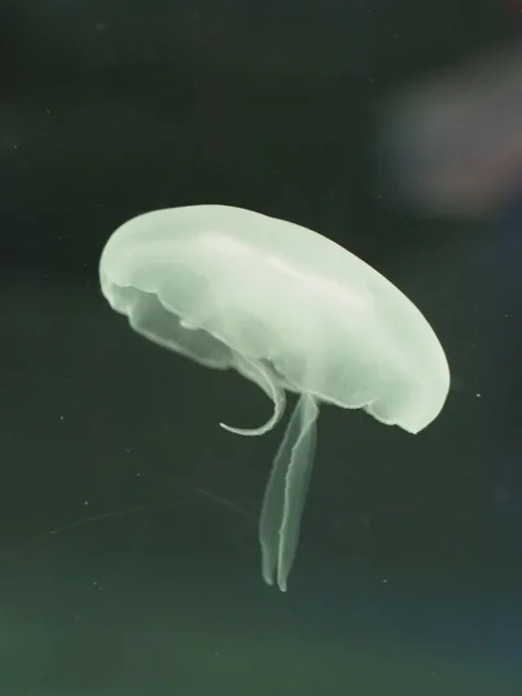 Méduse blanche translucide dans un aquarium sombre