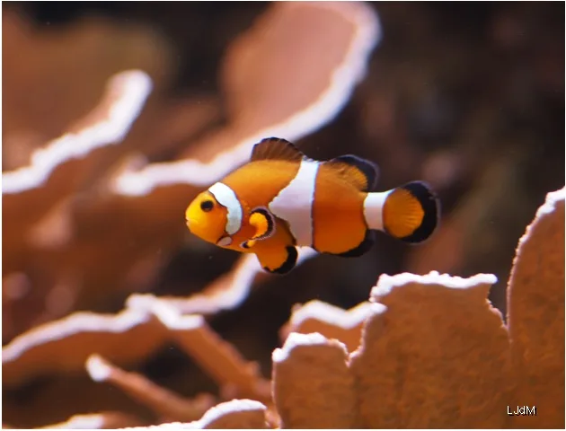 Poisson-clown nageant entre les branches de corail