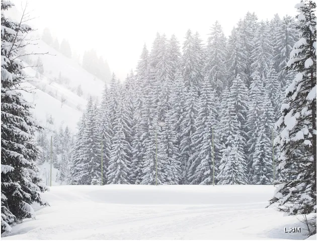 Sapins chargés de neige au bord d'une piste de ski