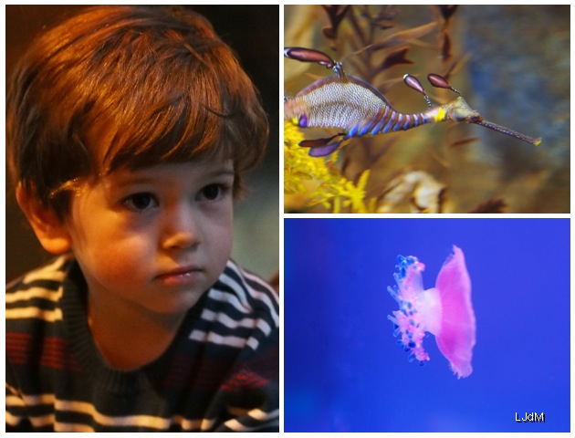 sealife