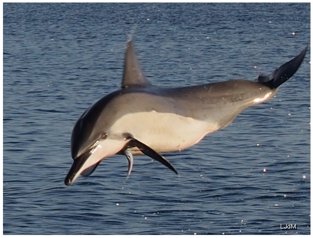 Dauphin
