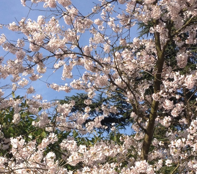 L’instant T : quand les cerisiers fleurissent