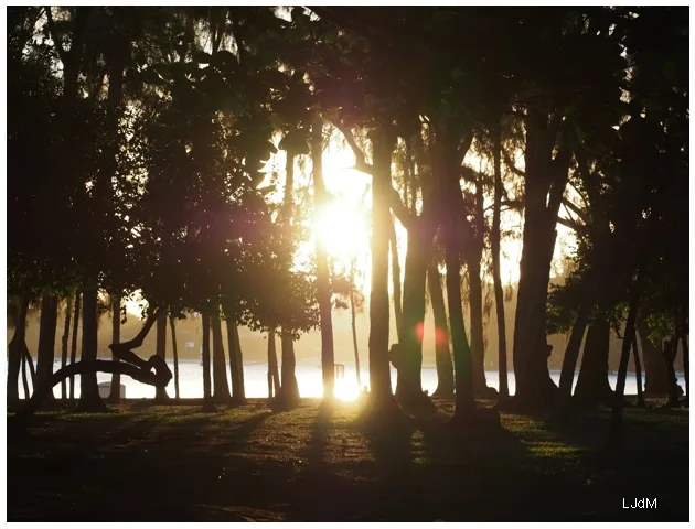 Coucher de soleil filtrant à travers les arbres sur une plage mauricienne