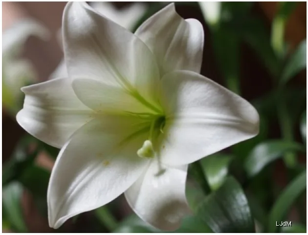 fleur_blanche