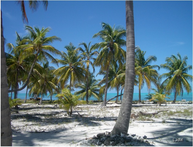 ile_palmiers