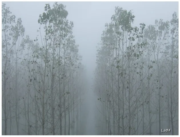 brume_po