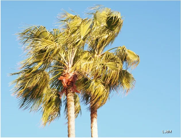 Palmiers contre un ciel bleu clair à Cannes