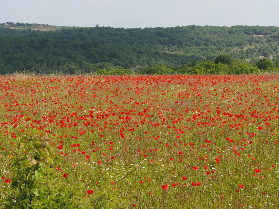 coquelicots