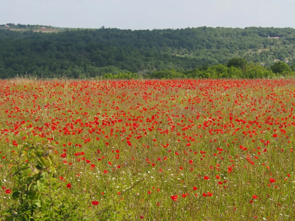 coquelicots