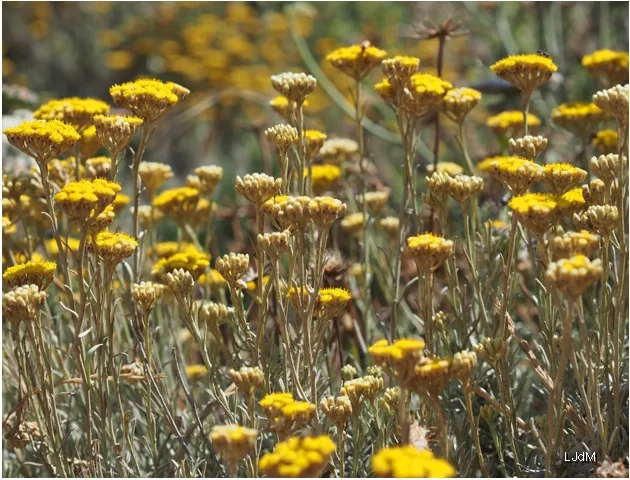 Grappe de fleurs jaunes éternelles en Corse