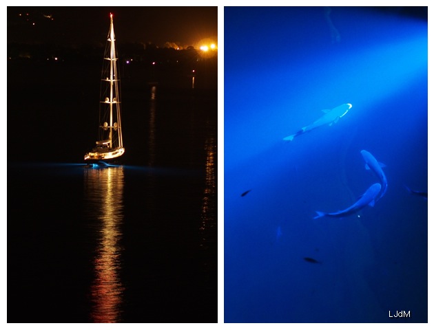 port_calvi_night