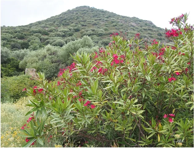 Floraison de lauriers roses sur un coteau corse