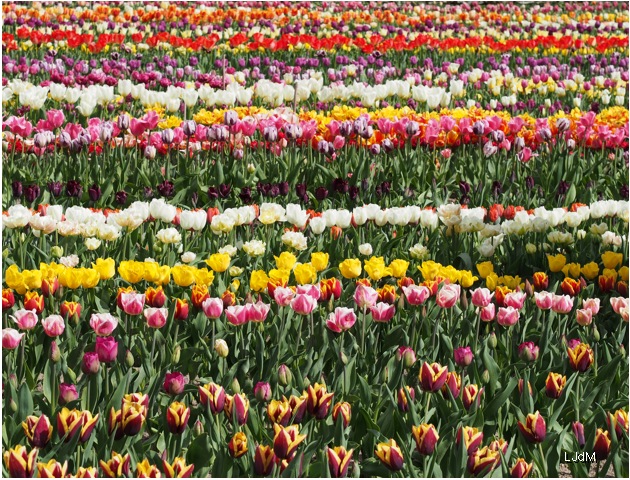 tulipes
