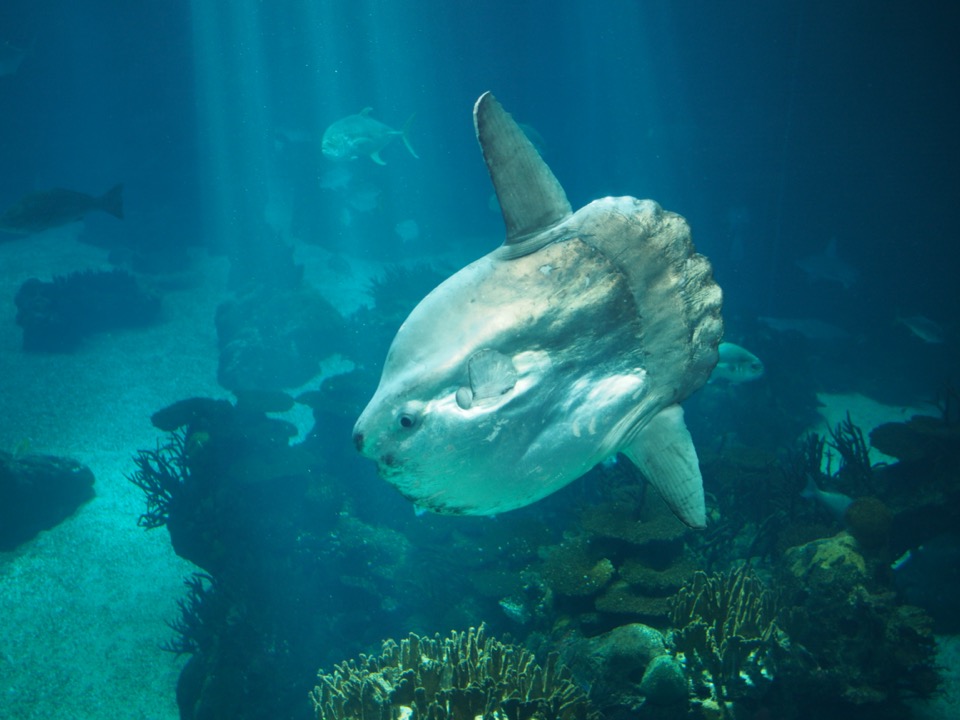 aquarium lisbonne