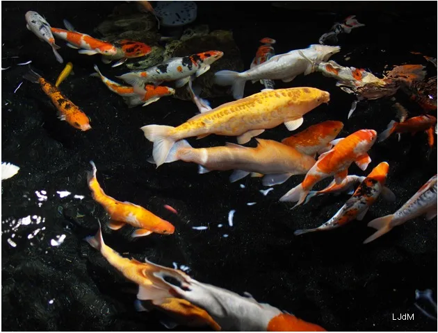 carpes
