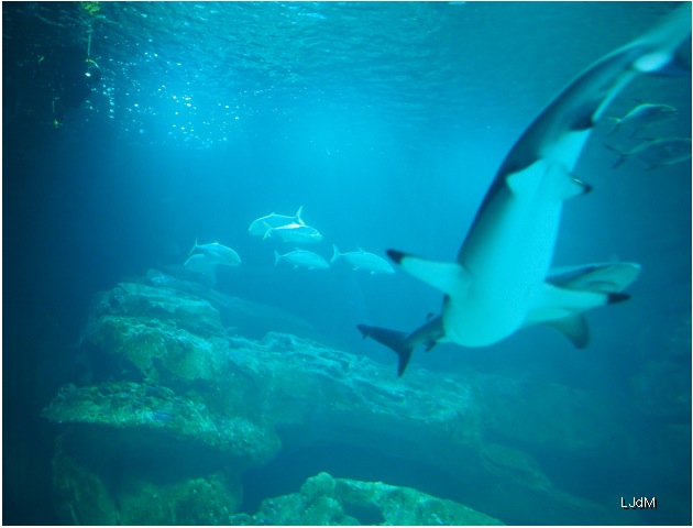 Les requins font leur rentrée à l’aquarium de Paris