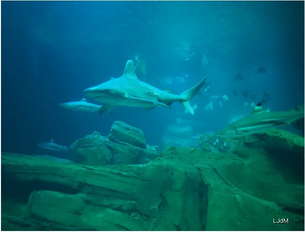 requins2