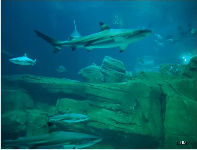 requins3