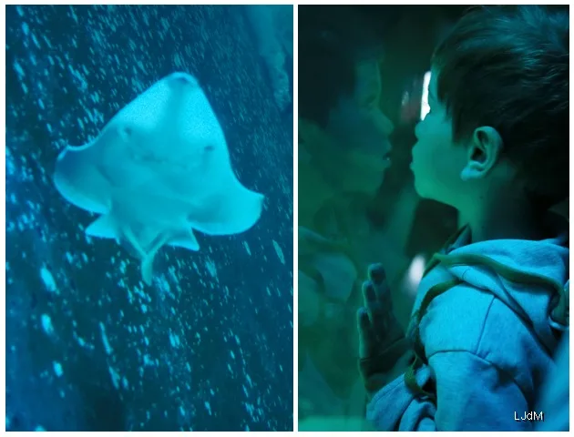 requins4