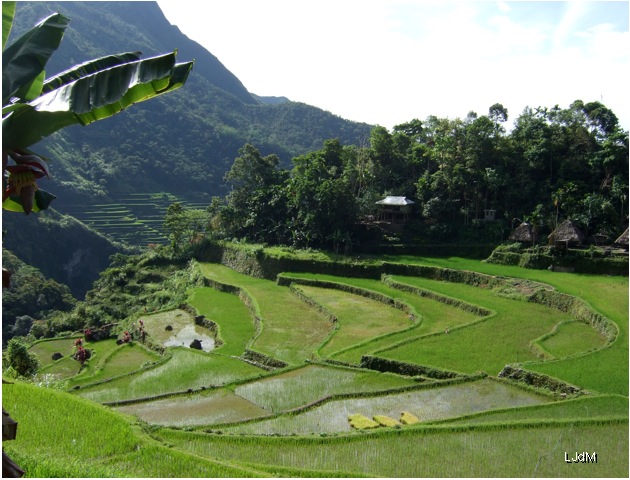 riziere_philippines