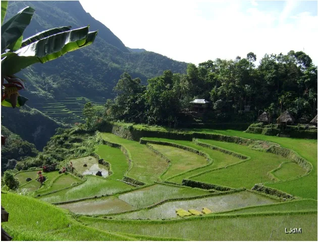 riziere_philippines
