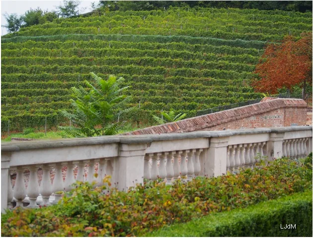 vignes