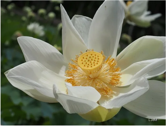 Fleur de lotus blanc dans le jardin de Pamplemousses