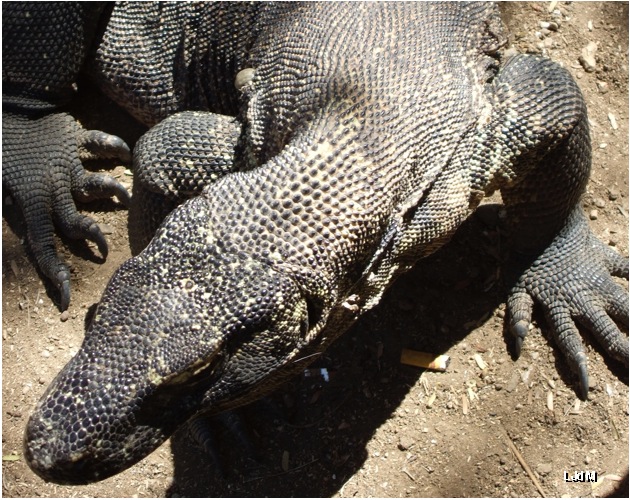 komodo_dragon
