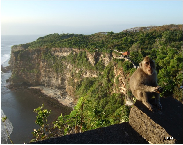 monkey_bali
