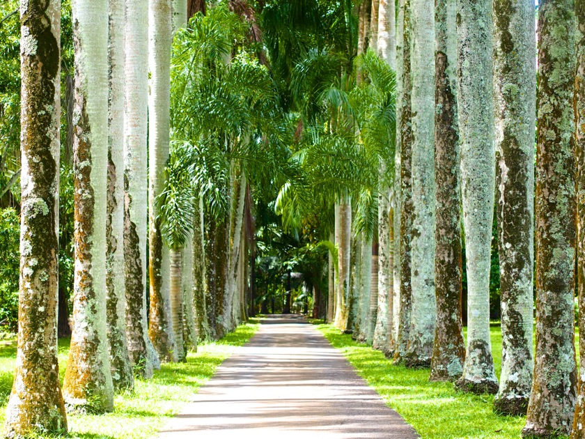 Le Jardin de Pamplemousses à l'Ile Maurice