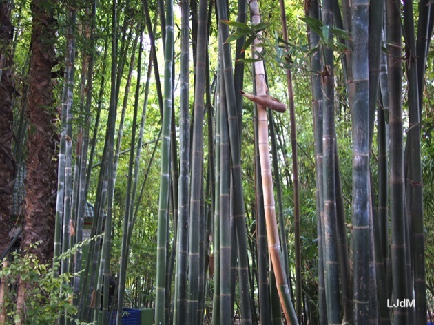 Le Jardin Majorelle à Marrakech